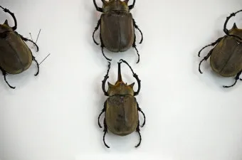 곤충 종류와 특징 생김새 습성 먹이 요약 정리_4