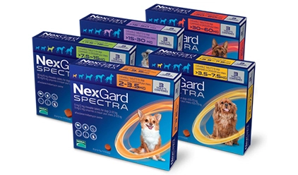 강아지-심장사상충약-넥스가드-스펙트라