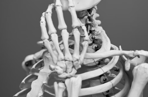 칼슘 영양제 : 뼈