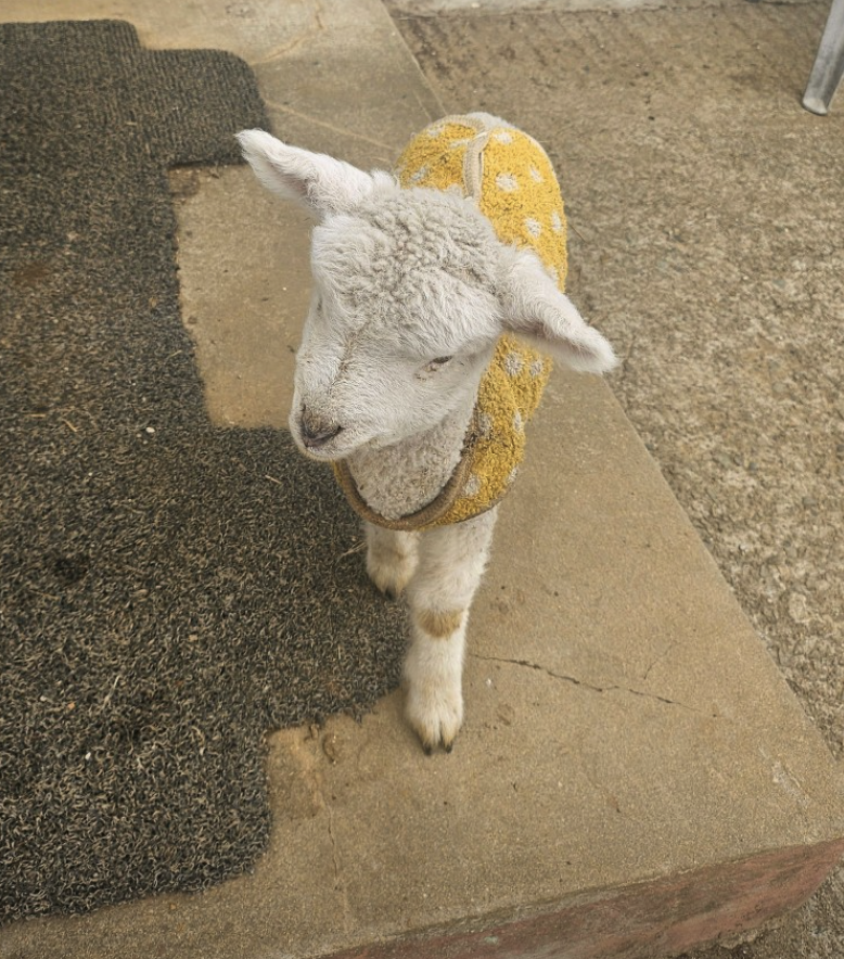 6시 내고향 남해양떼목장 양모리학교 산양유 체험