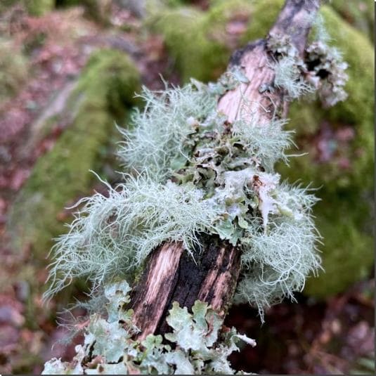 송라(소나무 겨우살이) 효능, 복용법과 주의점