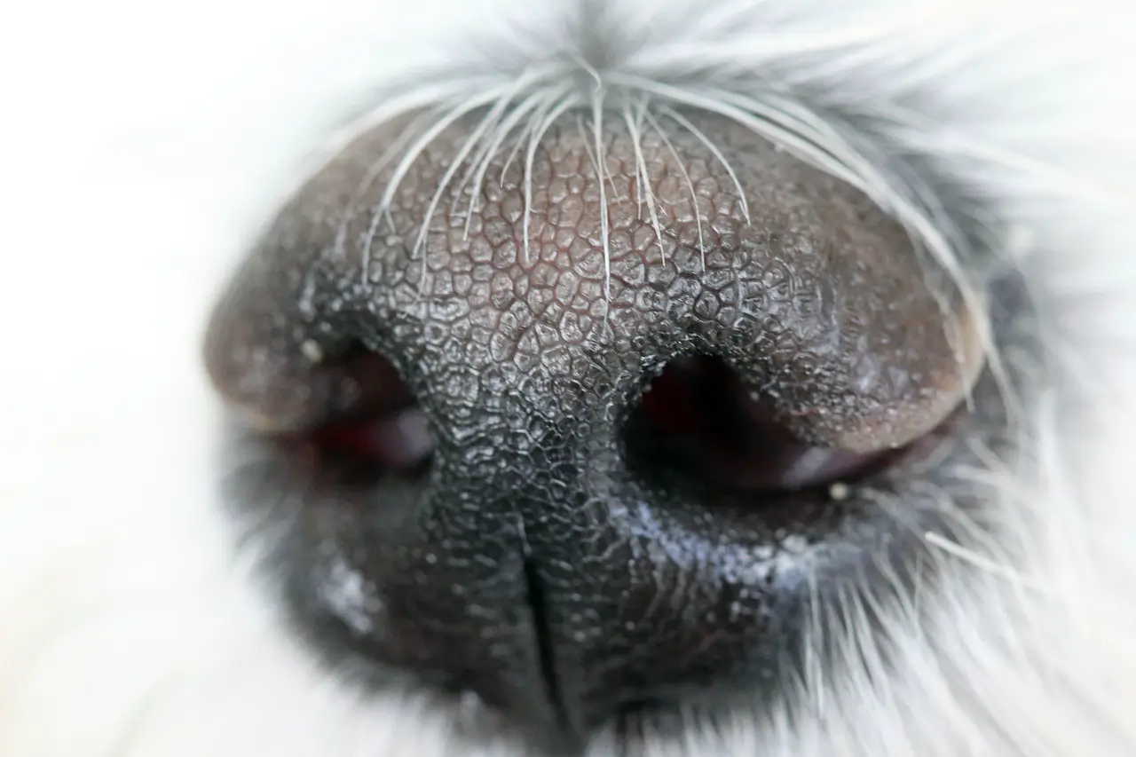 비주류직업 부패 탐지견 핸들러가 말하는 특수 냄새 교육의 세계 소개