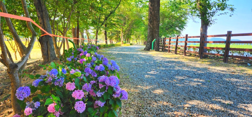 송산근린공원 수국