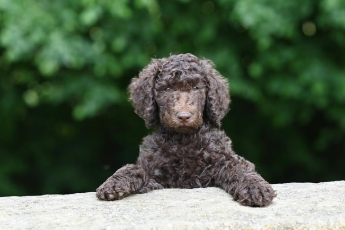 기초연금 수급자격 재산 바로 보기 14