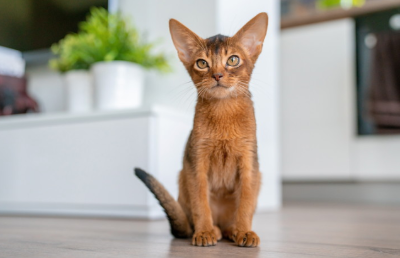 앉아 있는 고양이