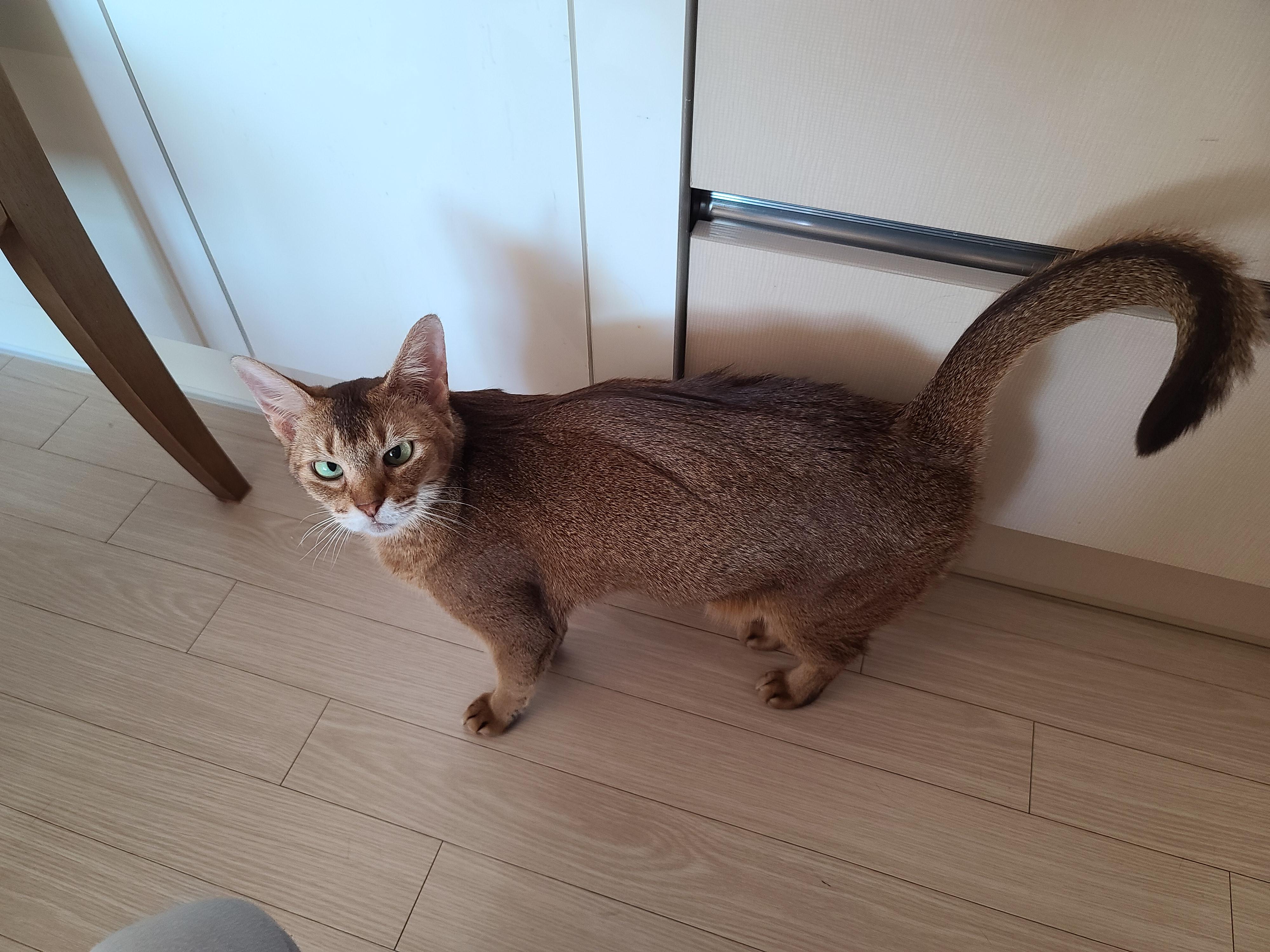 새해첫날 고양이 루디