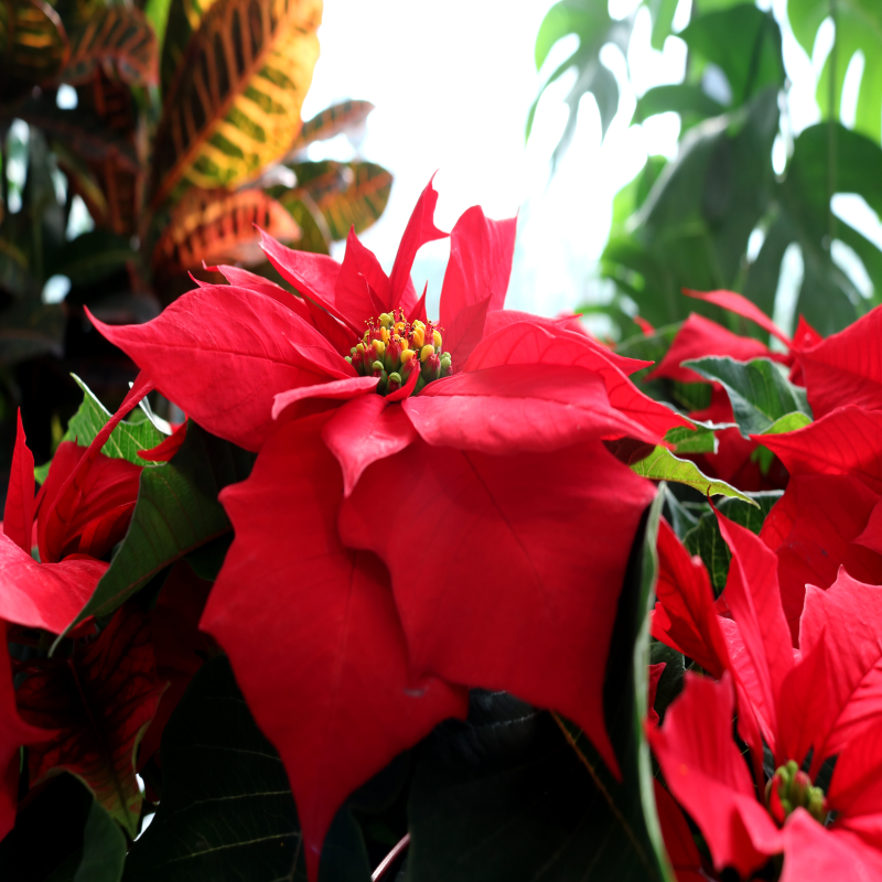 포인세티아 키우는법 키우기 물주기