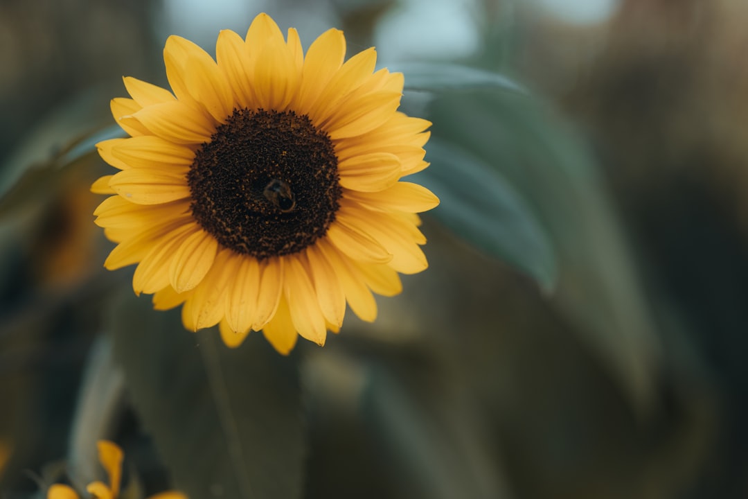 Sunflower seeds