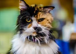 화상을 입는 꿈