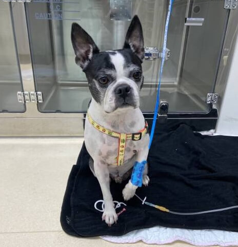 강아지검은설사 흑변 혈변