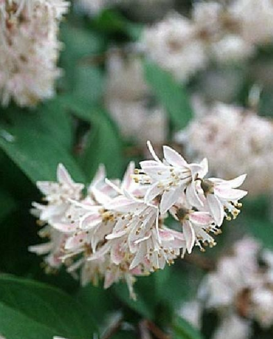 애기말발도리 꽃2