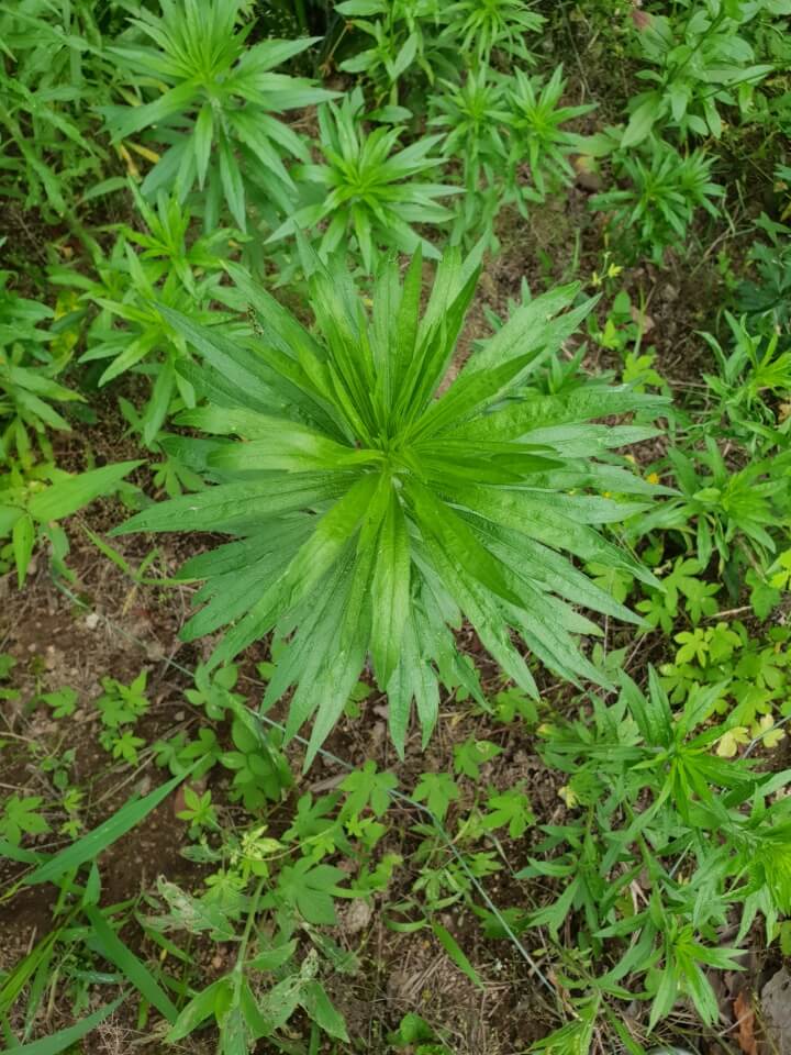 망초