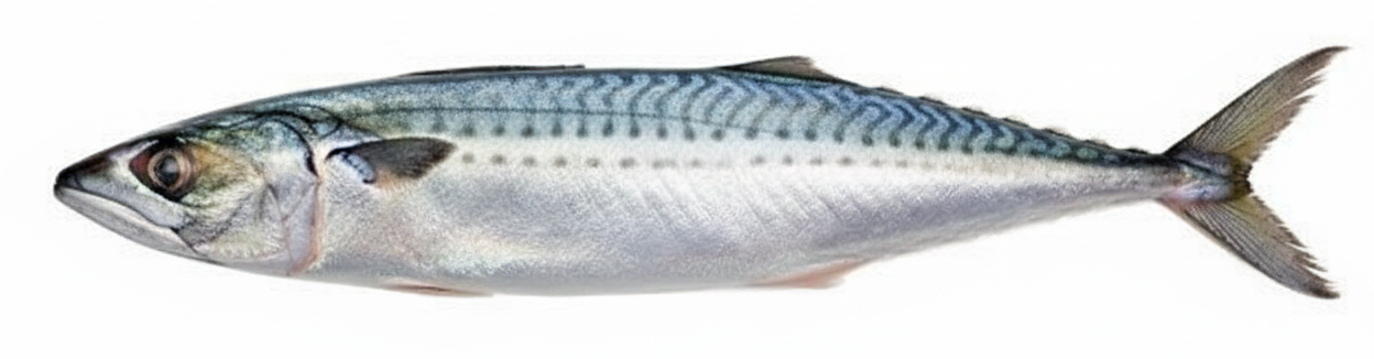 은빛 광택이 흐르는 싱싱한 제철 삼치의 모습.