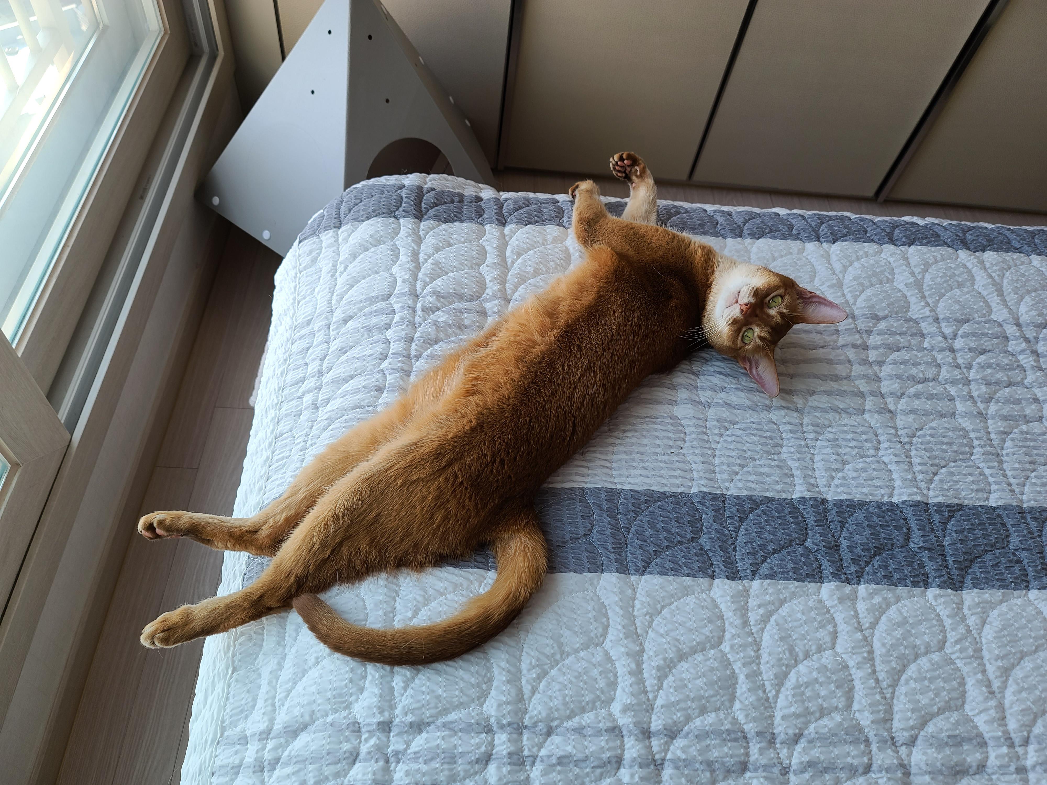 아비시니안 집지키는 고양이