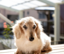 피곤해 보이는 노견