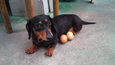 강아지-종류-닥스훈트