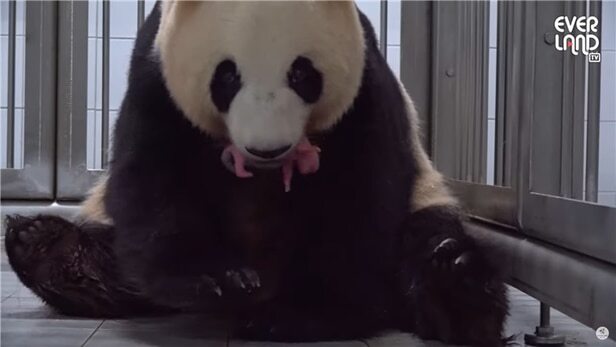 자이언트판다아이바오쌍둥이출산