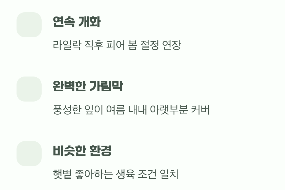화려함을 이어받는 여왕, 작약