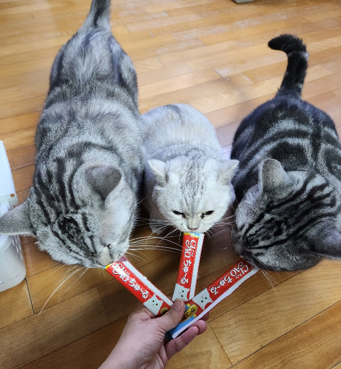 반려동물 심장질환 전조증상, 놓치면 위험한 이유