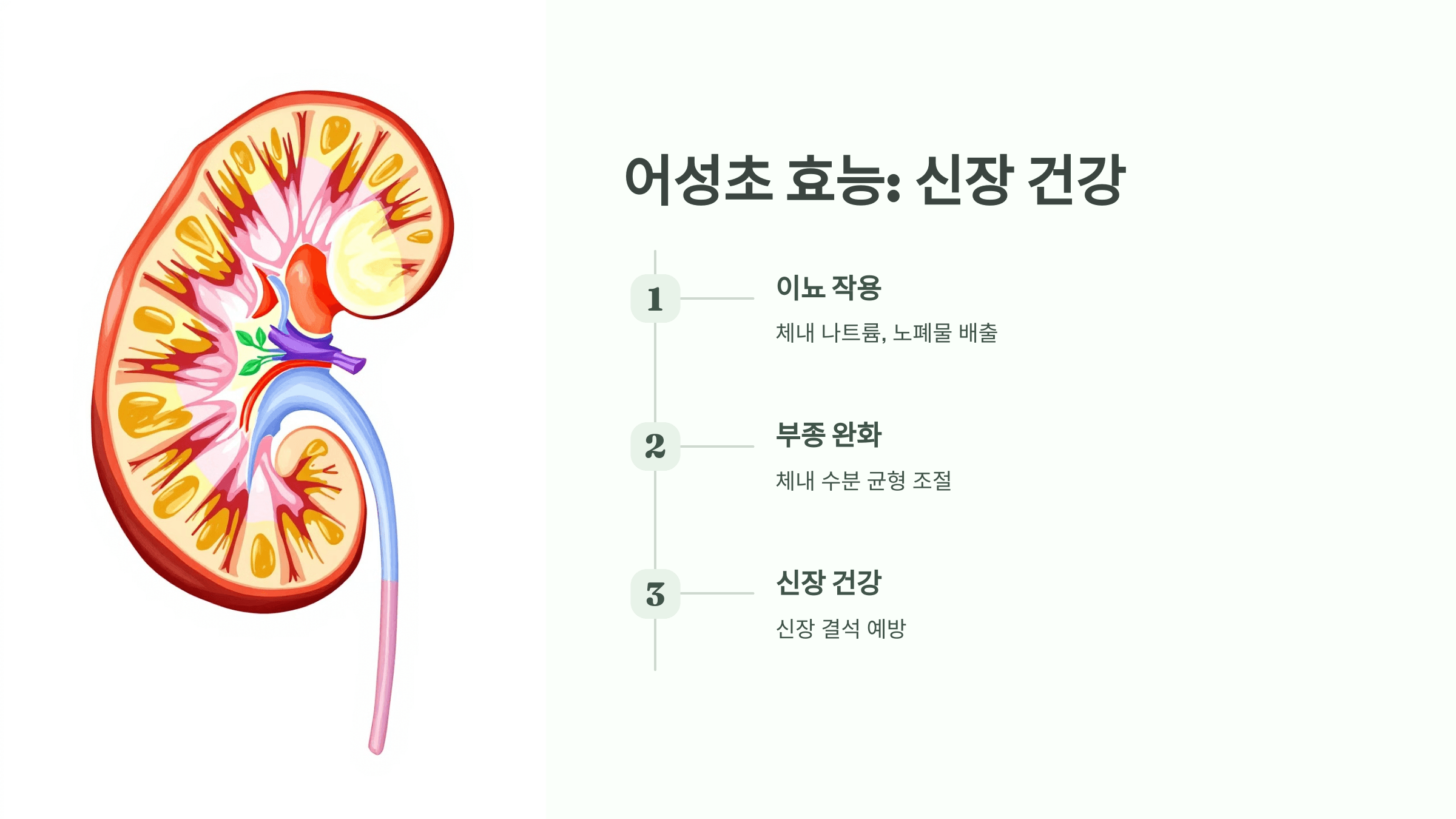 어성초 사진입니다.