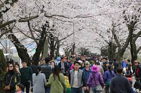 울주작천정 벚꽃축제 기본일정과 프로그램 소개