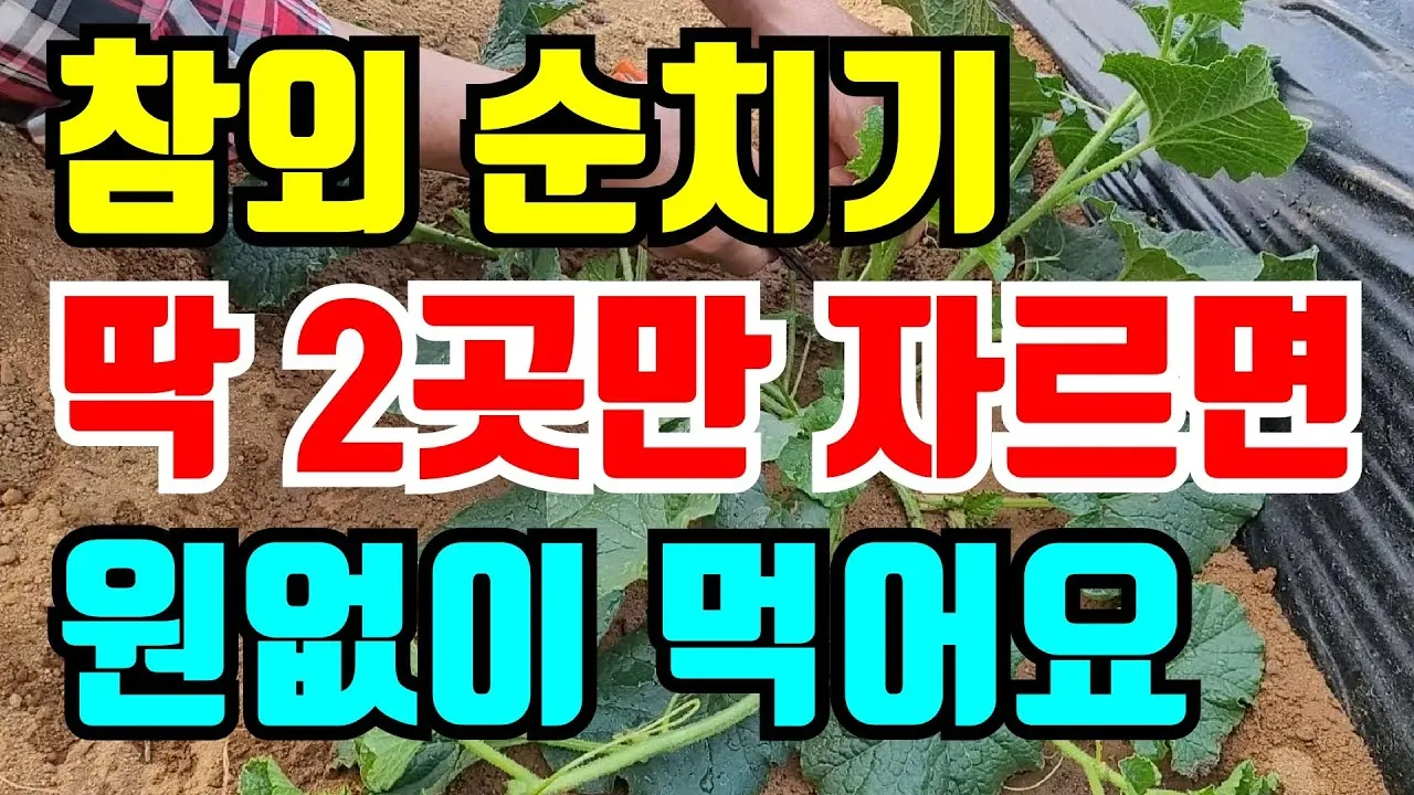 참외 순치기 순지르기 방법과 그림으로 쉽게 정리_3