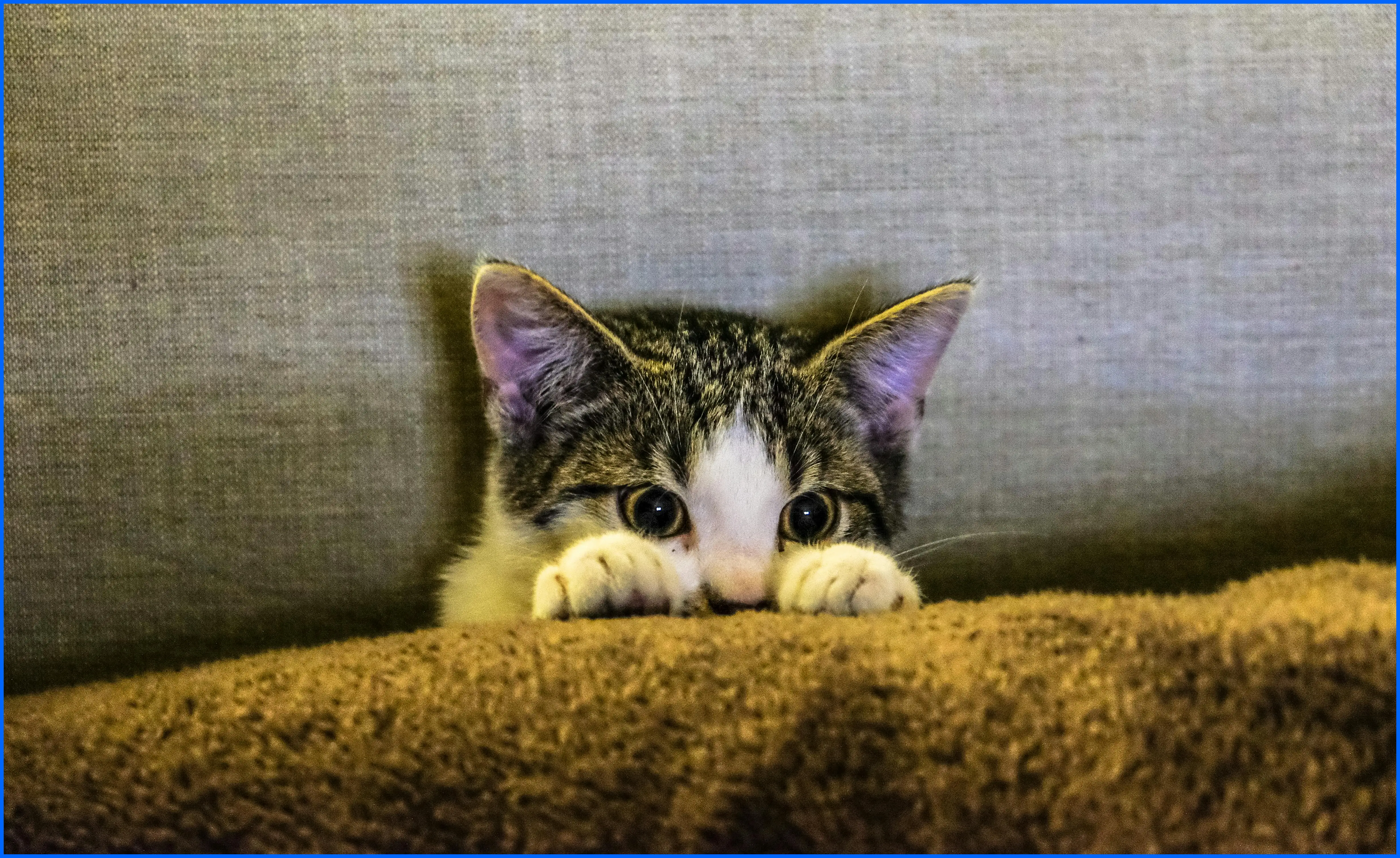 고양이 꿈해몽: 상황별 길몽과 흉몽의 의미