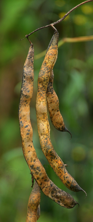 작두콩 꼬투리 클로즈업, 비염에 좋은 차 재료(항염 성분으로 환절기 비염 완화 보조)