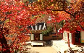 단풍