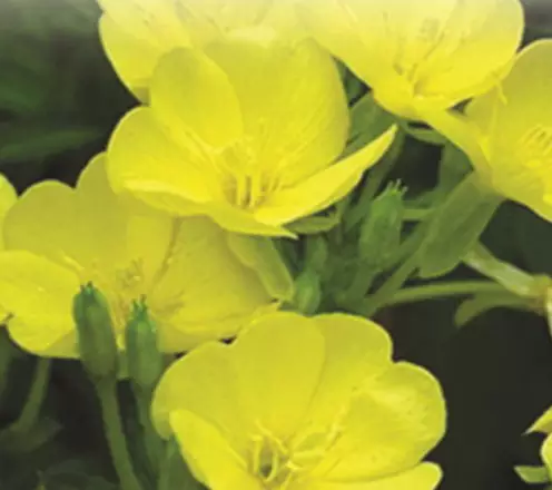 당뇨에-좋은-음식-건강