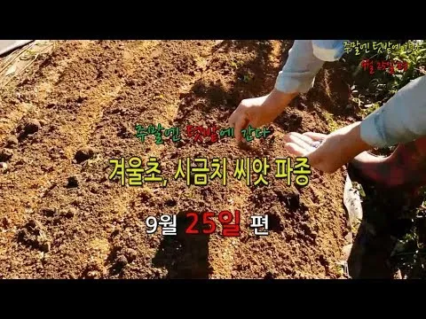 겨울초 파종시기 심는 시기 나물 요리법 농업 재배_7