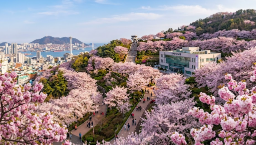 중구 중앙공원(민주공원) 겹벚꽃 현황