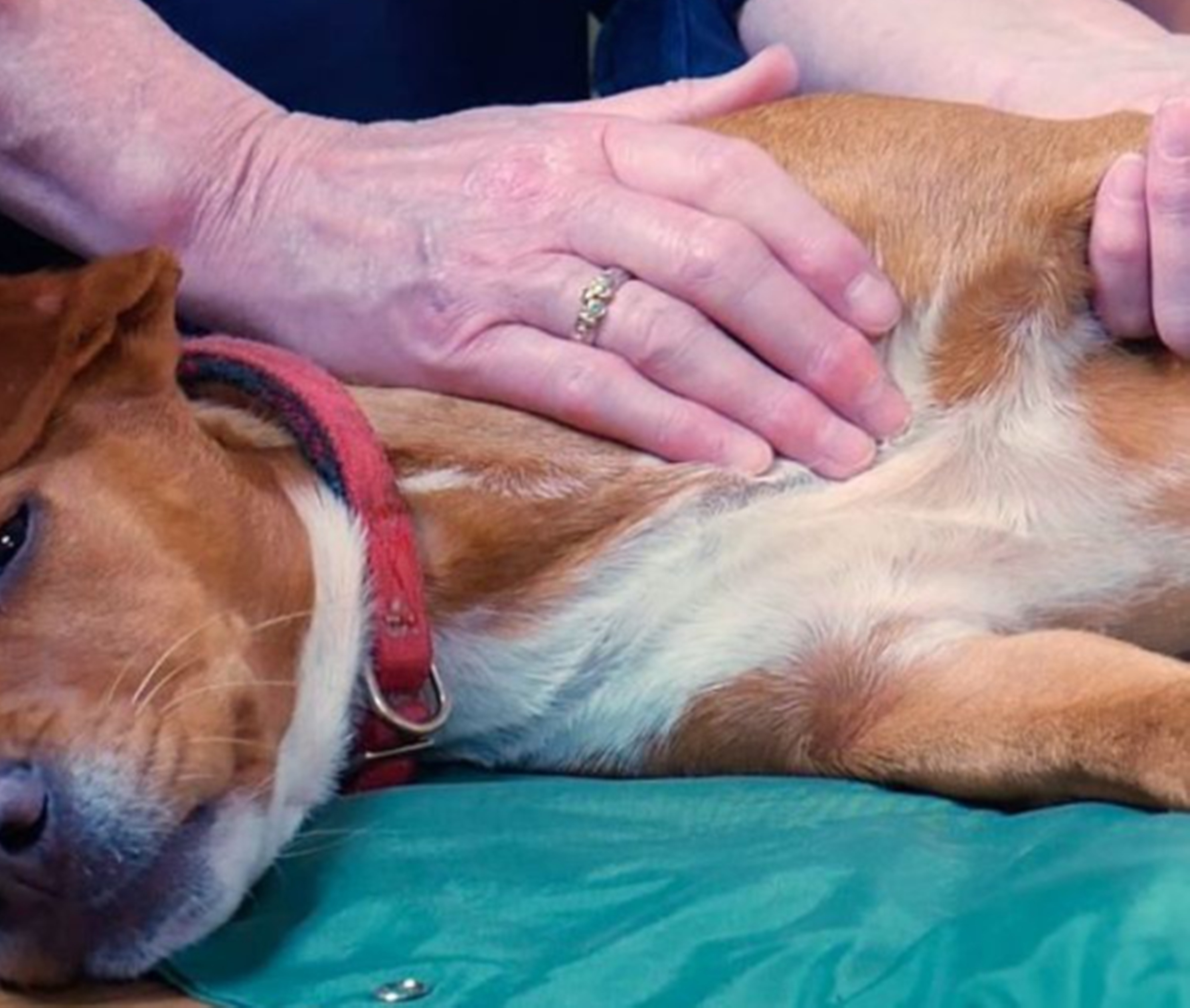 강아지다리마사지