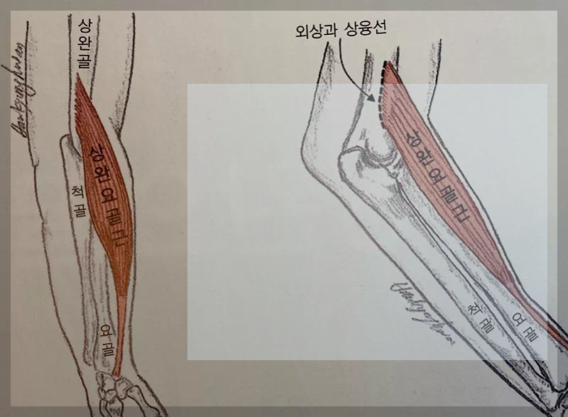 상완요골근