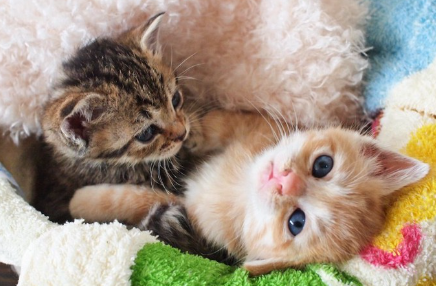 따뜻한 이불 속에서 편히 쉬는 두 마리의 새끼 고양이.