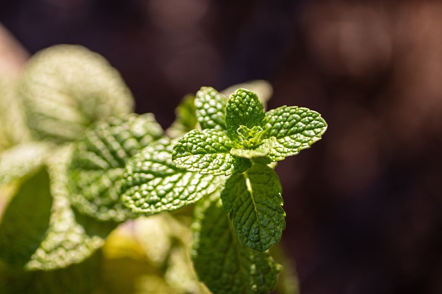 한방 차와 동양 의학: 건강을 지키는 전통 음료의 과학