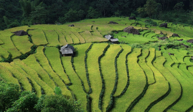 글로벌 비건 푸드 여행: 베트남 🇻🇳