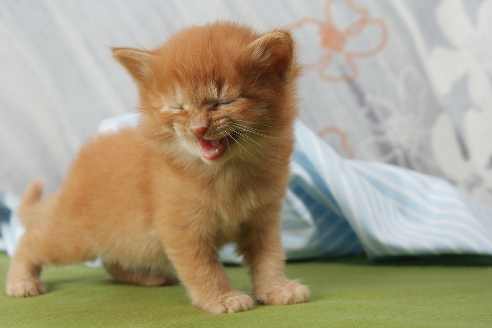 고양이 냥이 승냥이 댕댕이집사