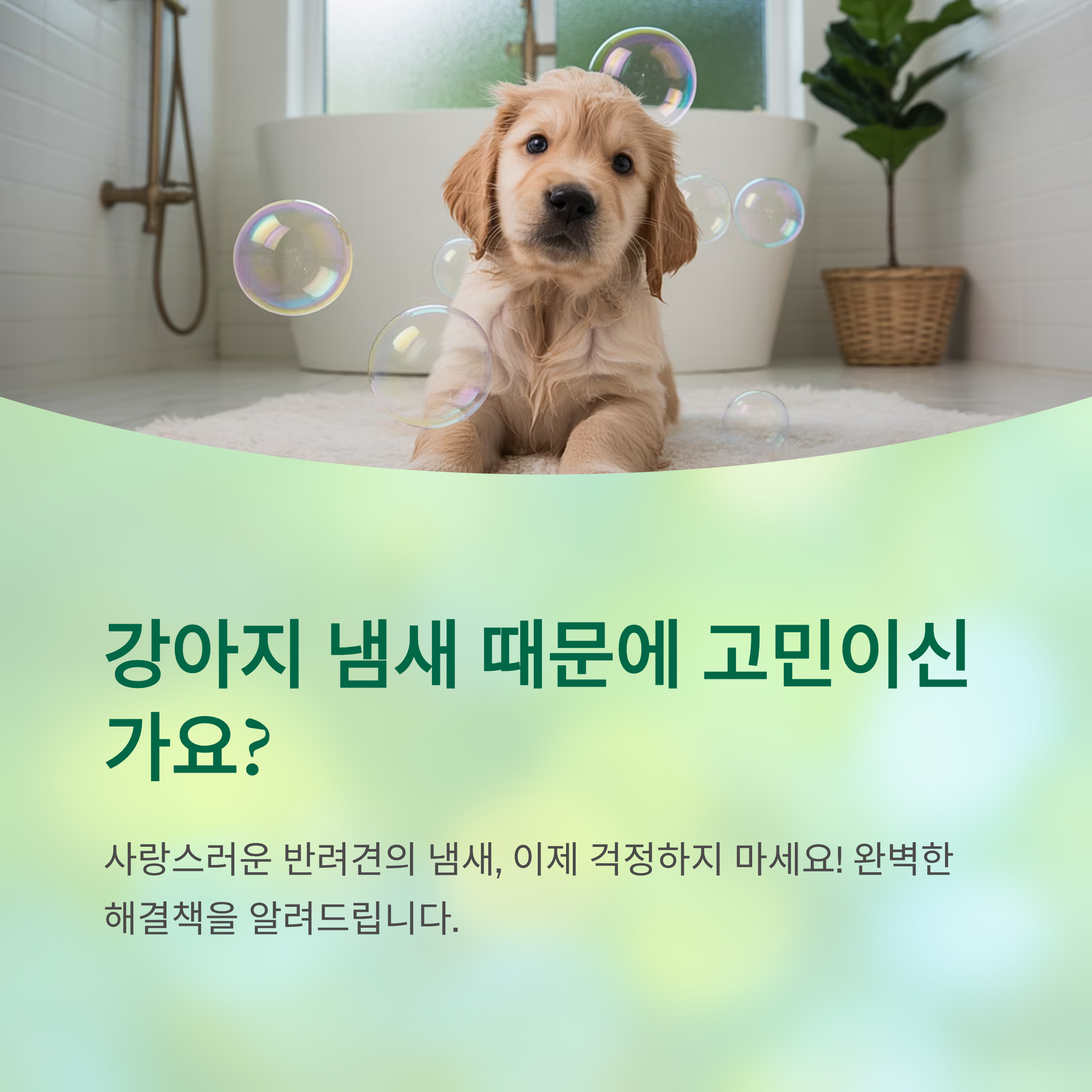 강아지 냄새 제거 완벽 가이드