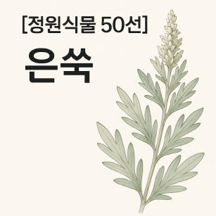 은쑥 : 은빛 정원 텍스처의 마법사