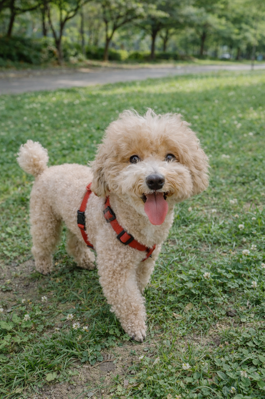 강아지 산책의 중요성과 올바른 방법