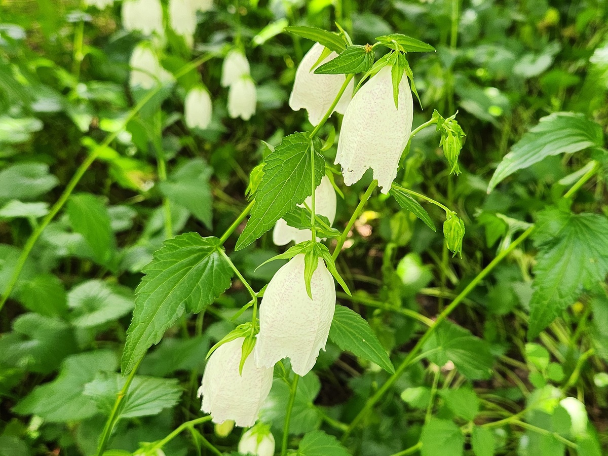섬초롱꽃
