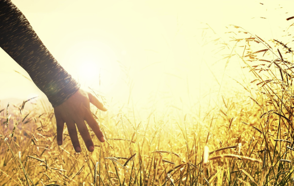 성공이 아니라 평온을 목표로 하는 양육