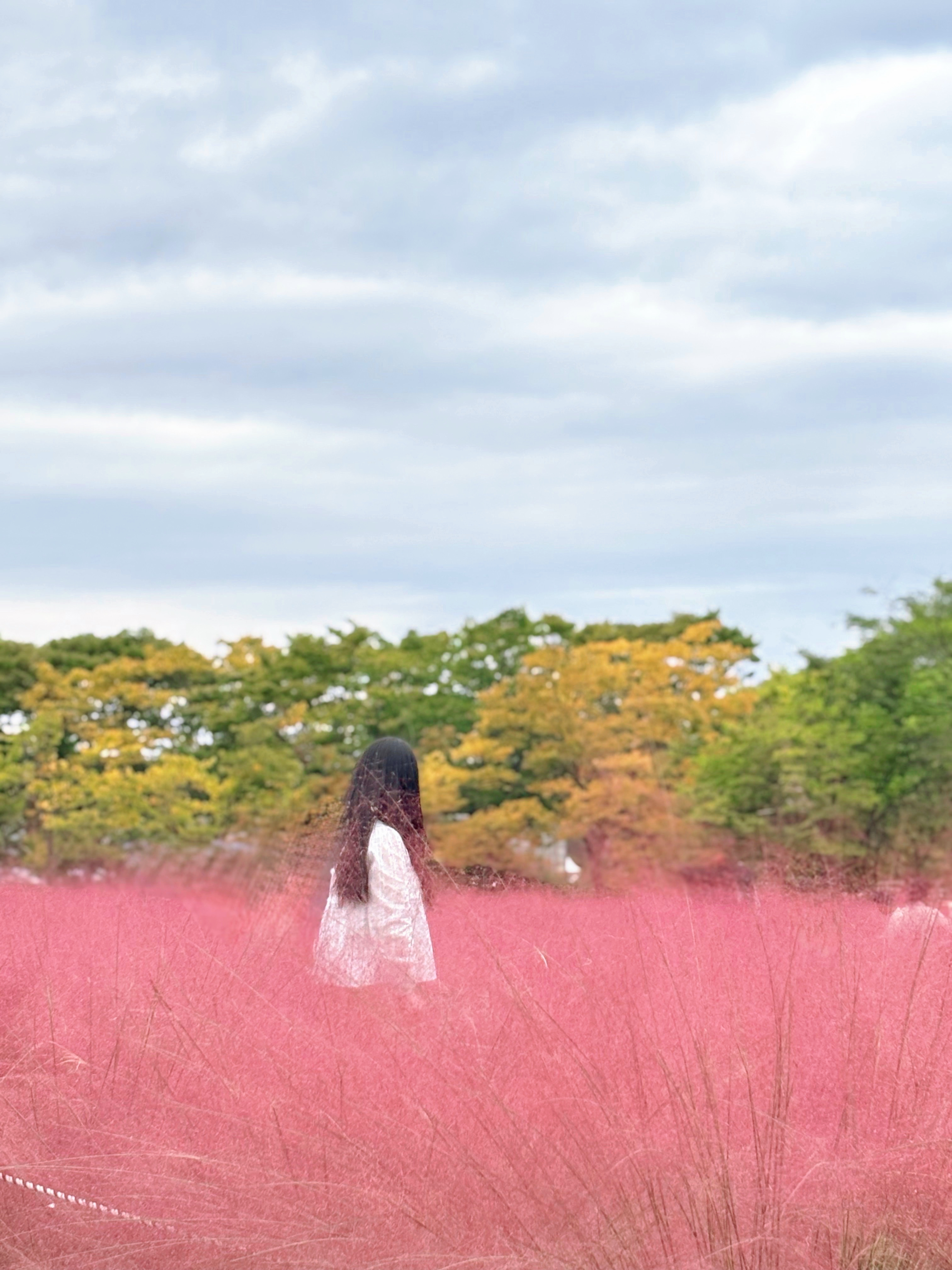 하남 미사경정공원 핑크뮬리 데이트: 인생샷 명소와 미사리 데이트 코스 완벽 정리