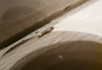 좀벌레 생기는 원인과 퇴치법 하얀벌레 제거 방법_12