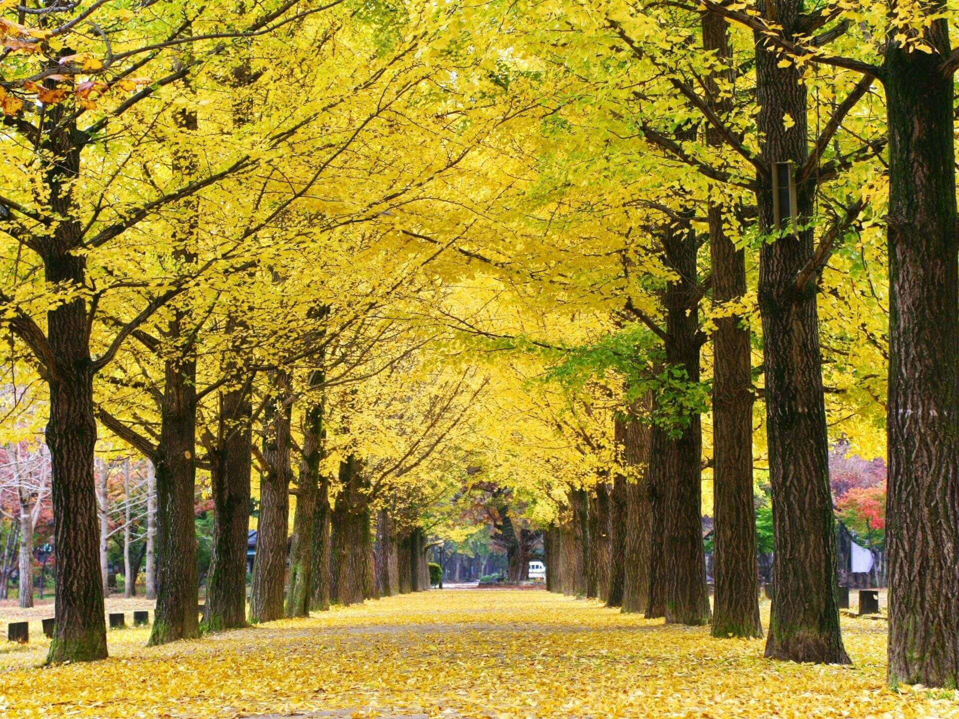 남이섬-단풍-사진