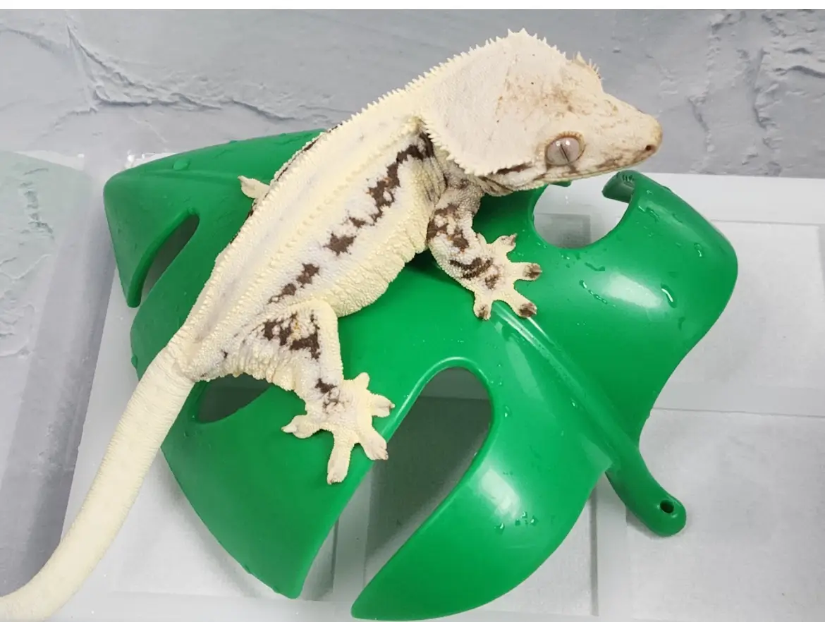 도마뱀 키우기 크래스티드 개코 