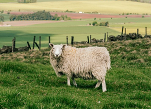 양띠 2025년 운세
