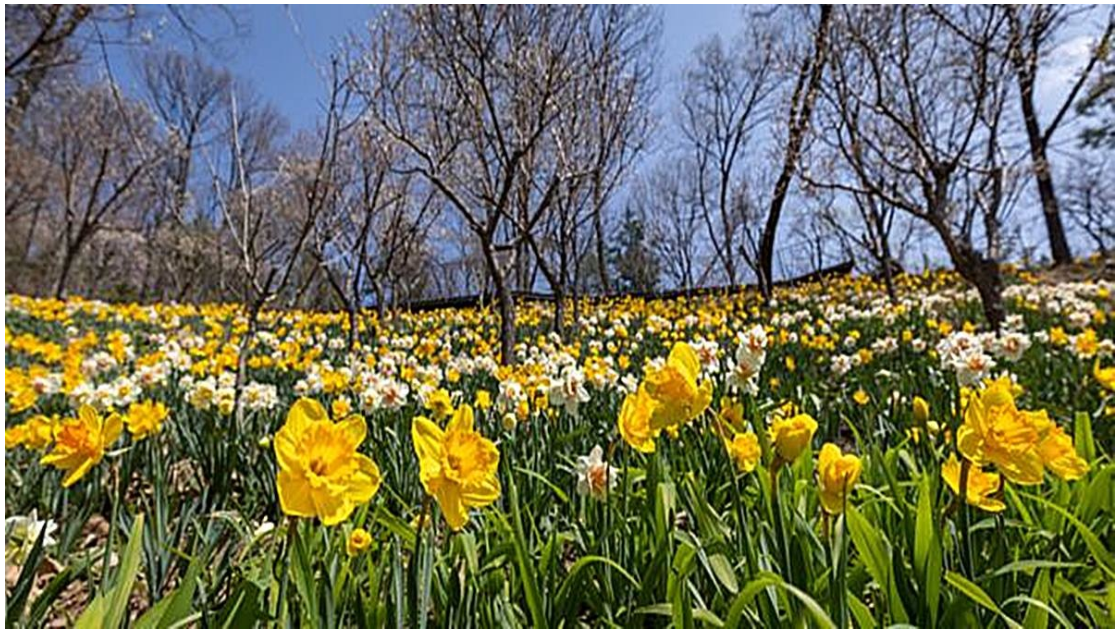 화담숲 예약 취소