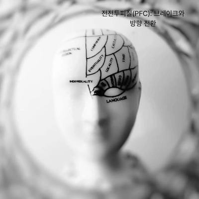전전두피질과 감정 조절|뇌과학으로 보는 수용의 원리